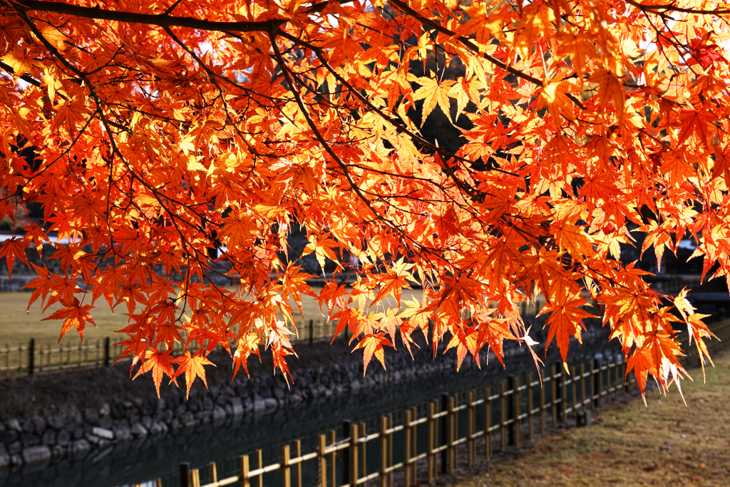 紅葉の輝き
