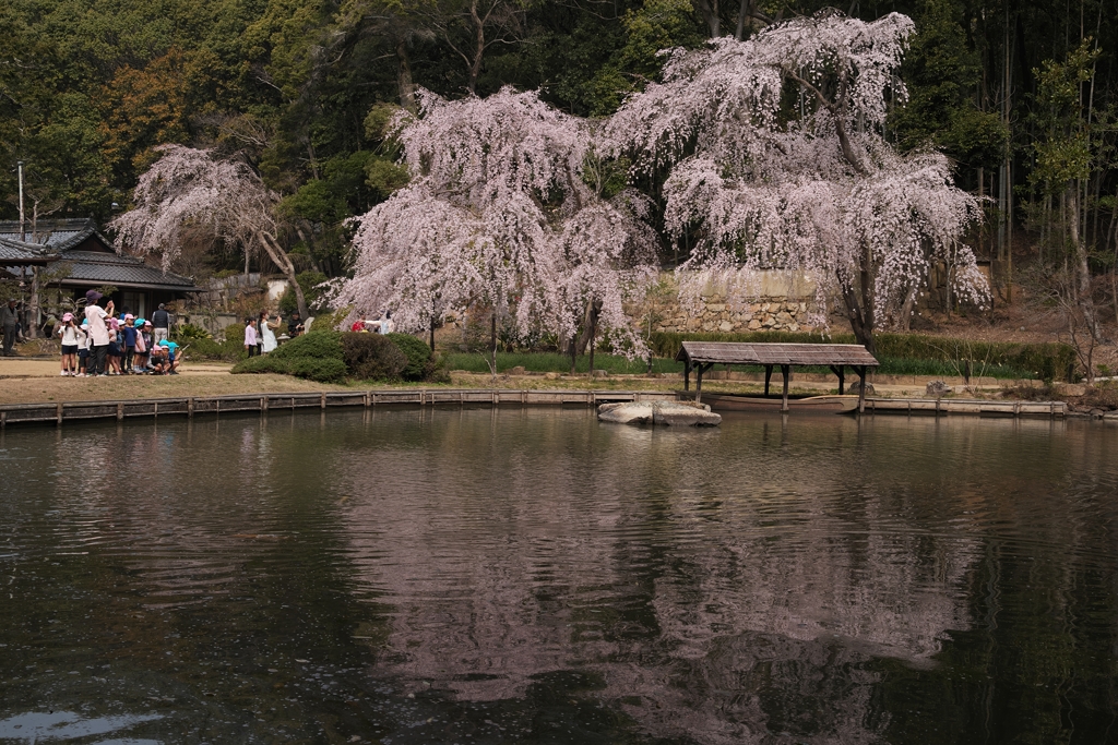 満開の枝垂桜