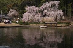 満開の枝垂桜