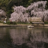 満開の枝垂桜