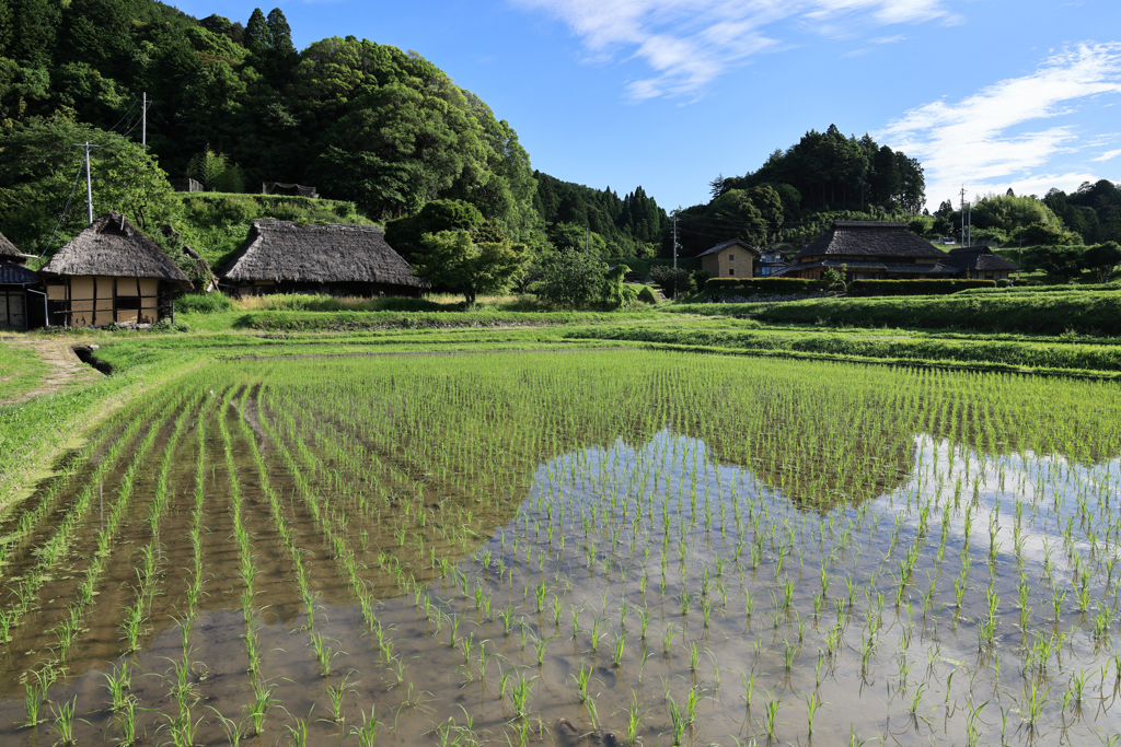 寒村の水田