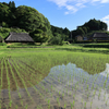 寒村の水田