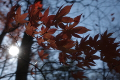 冬の始まり