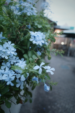 路地に咲く花