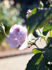 雨上がりの薔薇