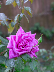 雨上がりの薔薇