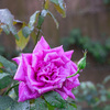 雨上がりの薔薇