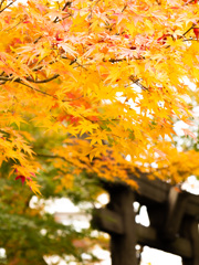 小倉祇園八坂神社