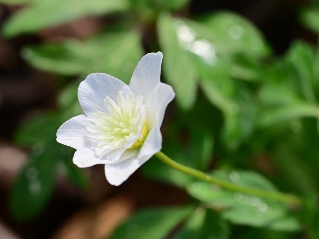 八重咲きイチリンソウ