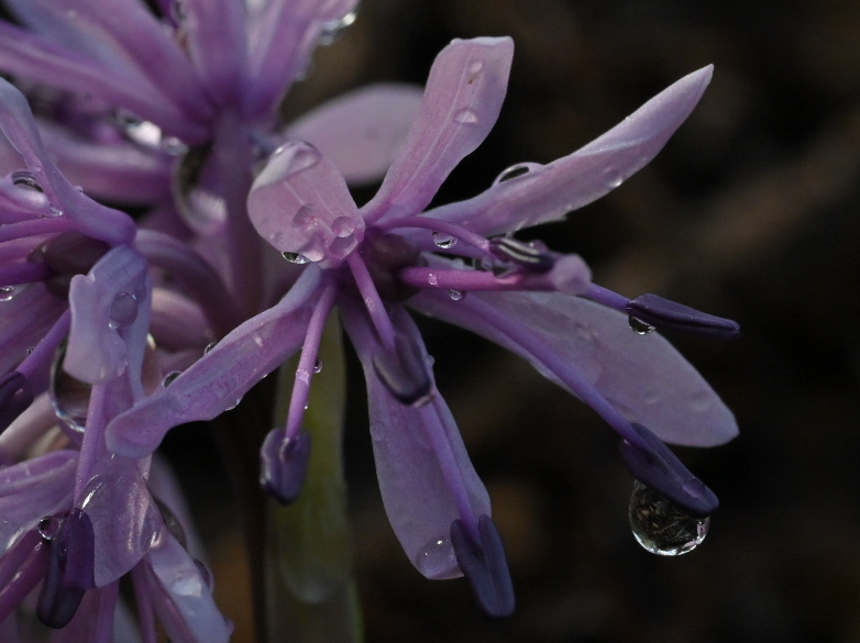 ショウジョウバカマ