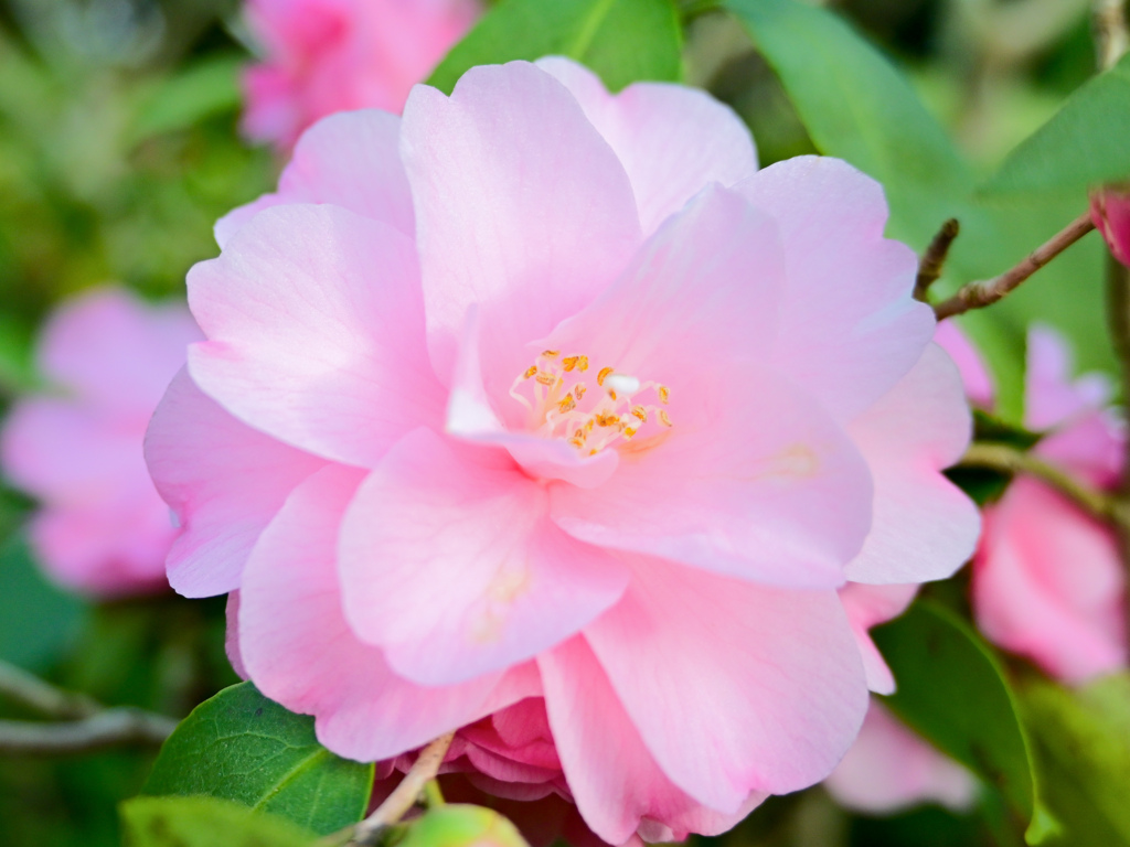 スプリングフェスティバル