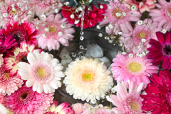 ガーベラの花手水