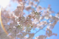 オールドレンズ×桜
