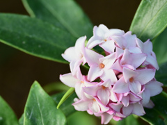 沈丁花