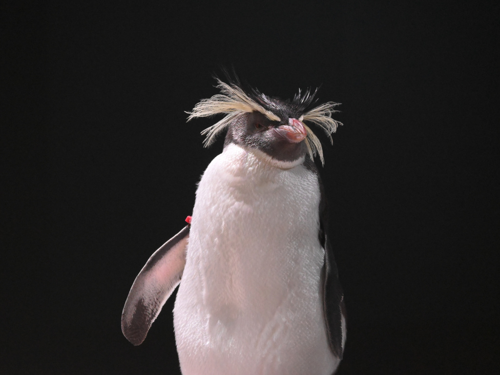 イワトビペンギン