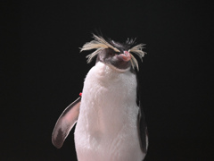 イワトビペンギン
