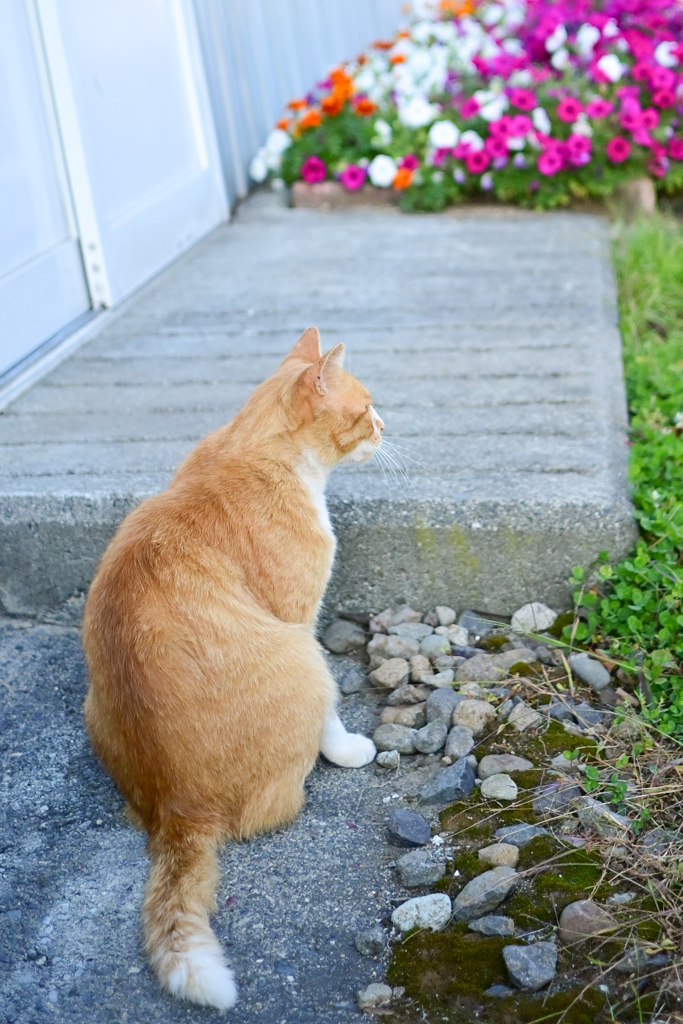 ノラさん