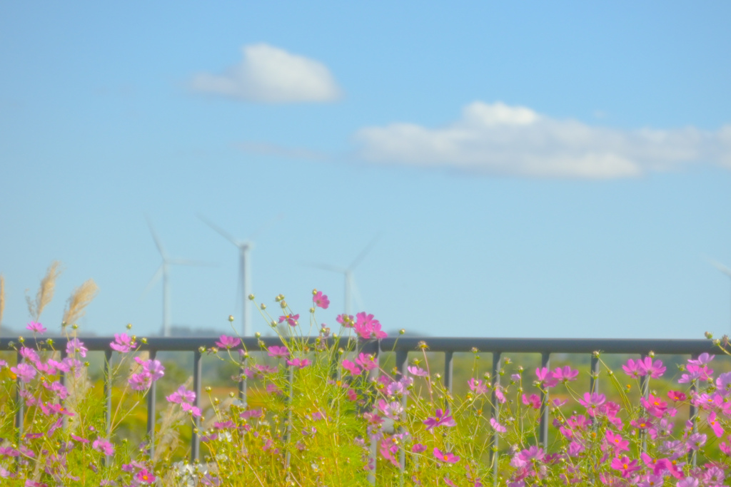 コスモスと風車