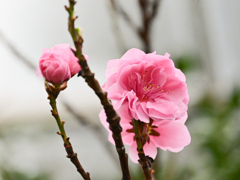 ハナモモpink