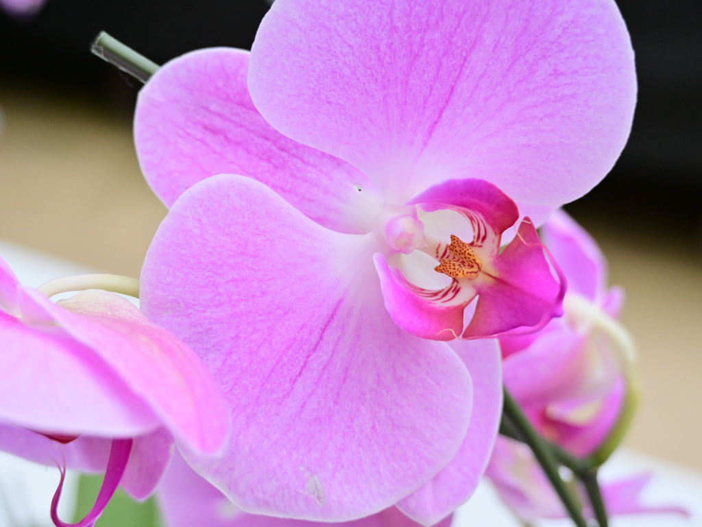 ピンクのコウモリ