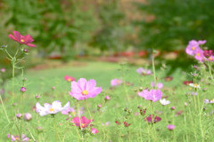 1番好きな花