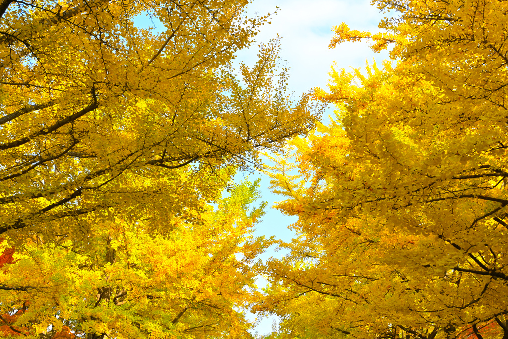 北大イチョウ並木