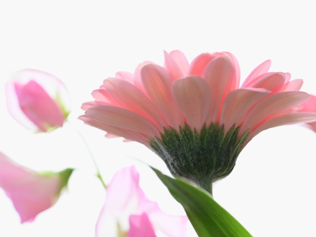 スイートピーとガーベラ