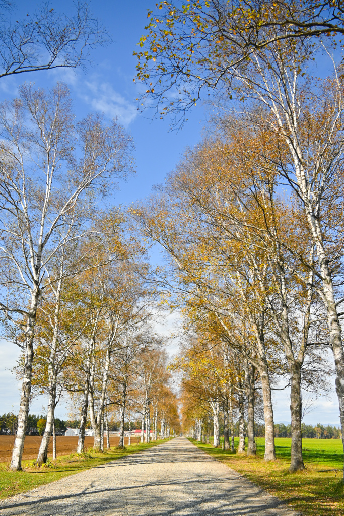 一本道にでこぼこ砂利道