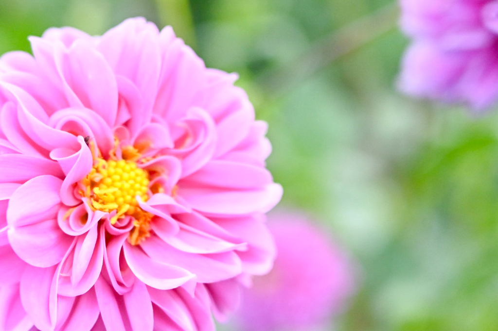 pink
