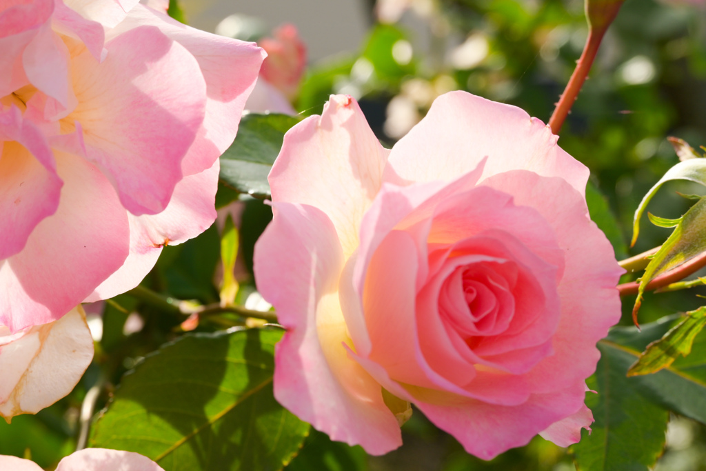 薔薇