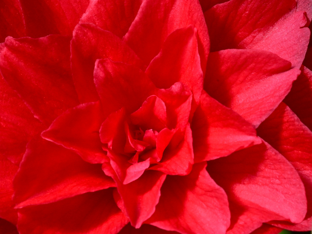 さつま紅