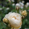 DSC02282