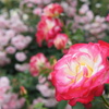 DSC02287