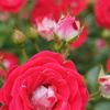 DSC02339