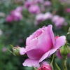 DSC02307