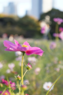 浜離宮恩賜庭園_コスモス畑