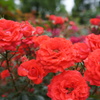 DSC02340