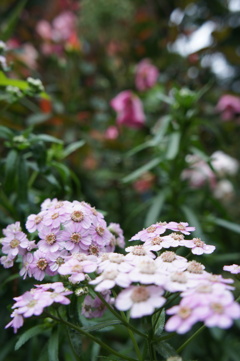 DSC02288