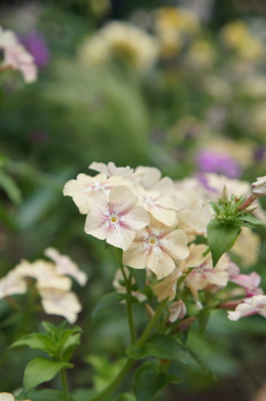 DSC02315