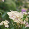 DSC02315