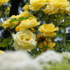 DSC02320