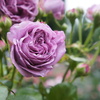 DSC02352