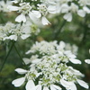 DSC02343