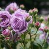 DSC02353