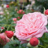 DSC02285