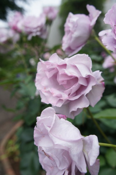 DSC02291
