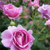 DSC02355