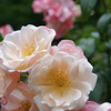 DSC02356
