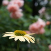 DSC02333