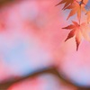 もみじ